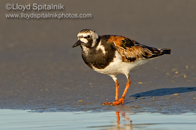 Ruddy Turnstone   