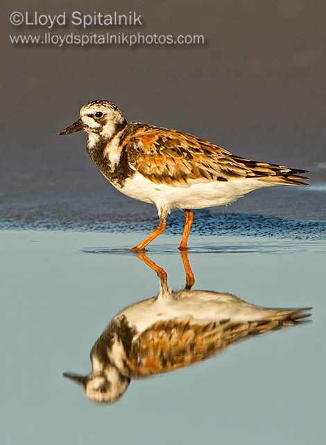 Ruddy Turnstone   