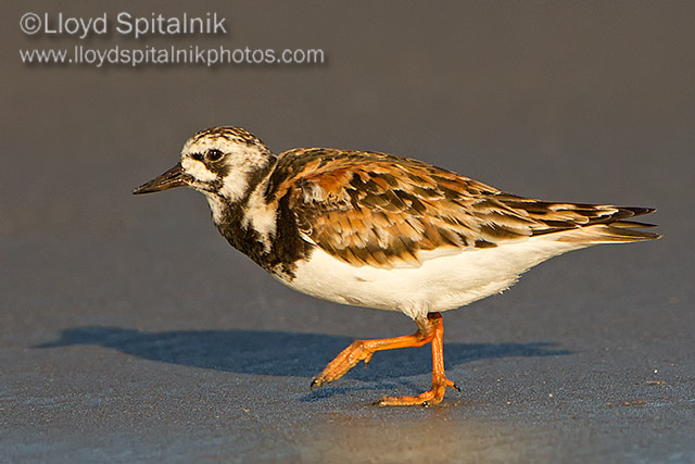 Ruddy Turnstone   
