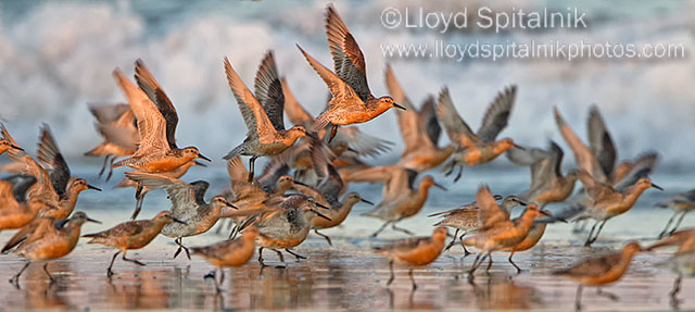 Red Knot