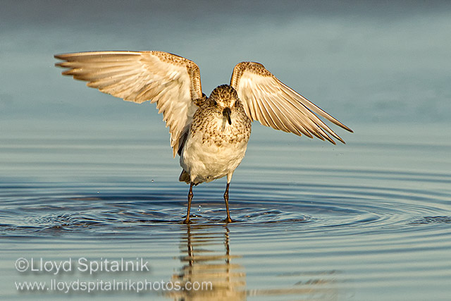 Semipalmated Sandpiper
