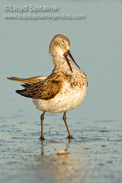 Western Sandpiper