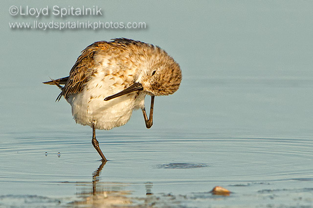 Western Sandpiper