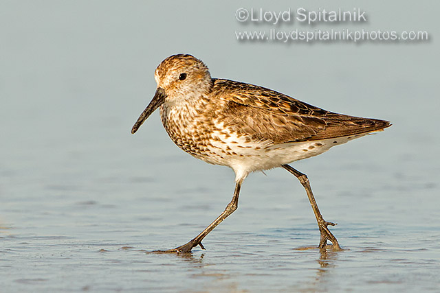 Western Sandpiper