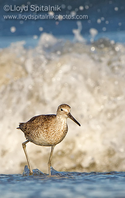 Willet (Western)
