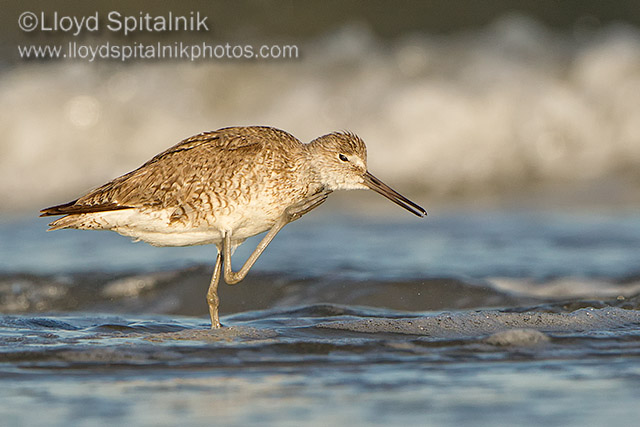 Willet (Western)