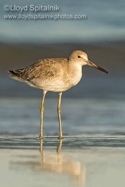 Willet (Western)