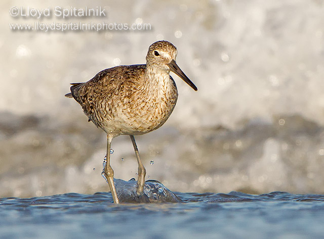 Willet (Western)
