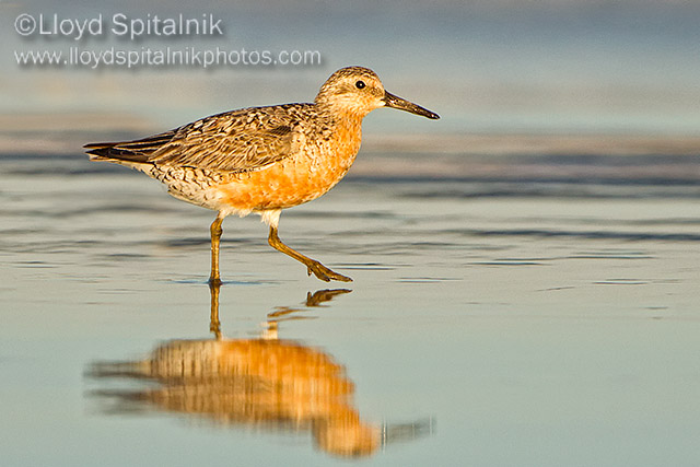 Red Knot