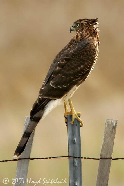 Coopers Hawk