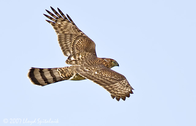 Coopers Hawk
