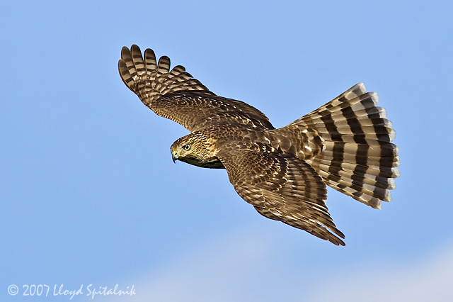Coopers Hawk