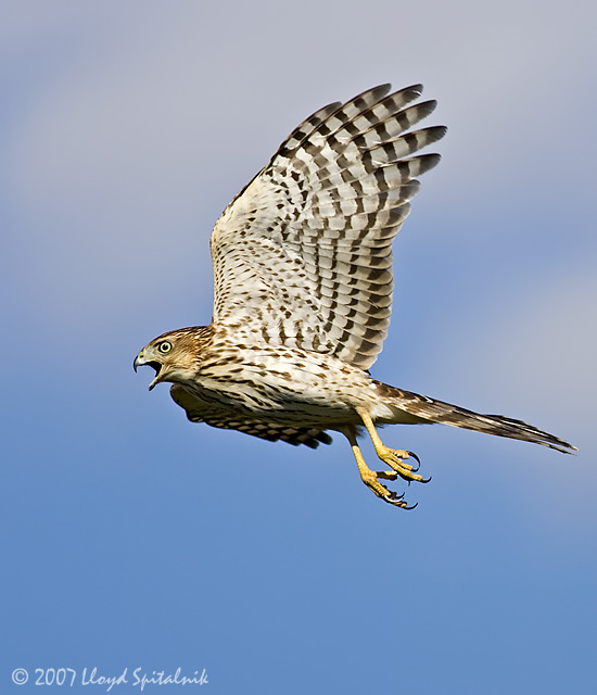 Coopers Hawk