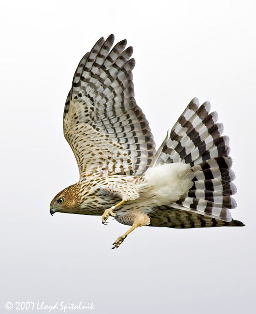 Coopers Hawk