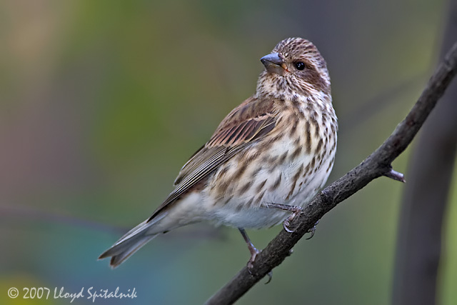 Purple Finch
