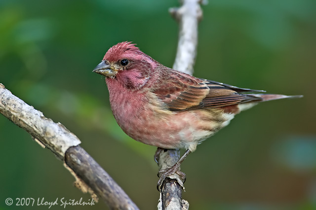 Purple Finch (male)
