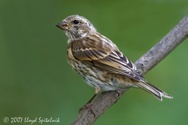 Purple Finch