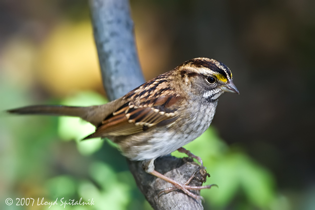White-throated Sparrow