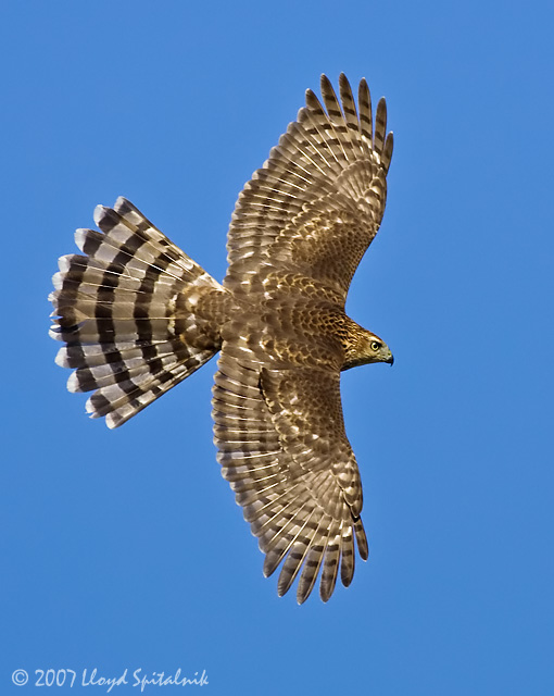 Coopers Hawk