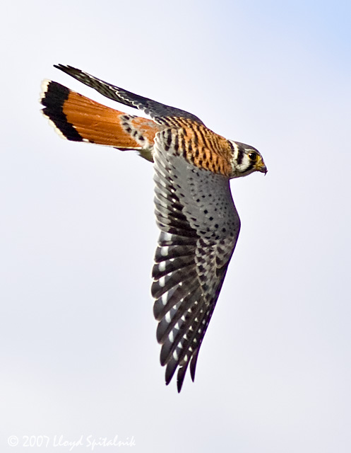American Kestrel