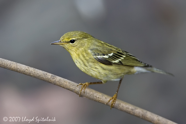 Blackpoll Warbler