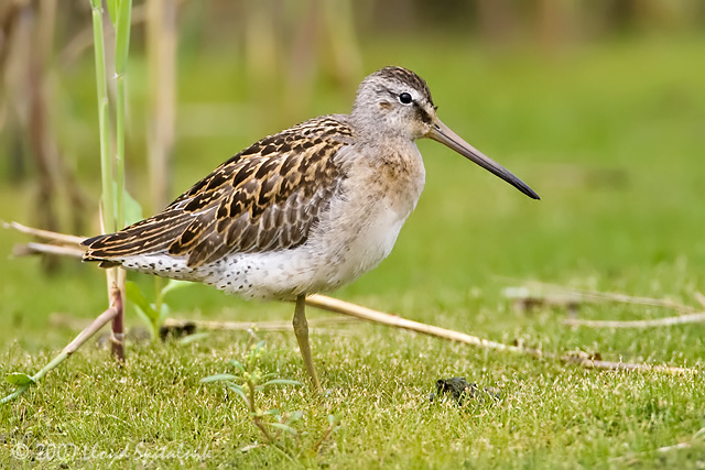 Short-billed Dowitcher (Juvenile)