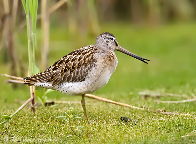 Short-billed Dowitcher