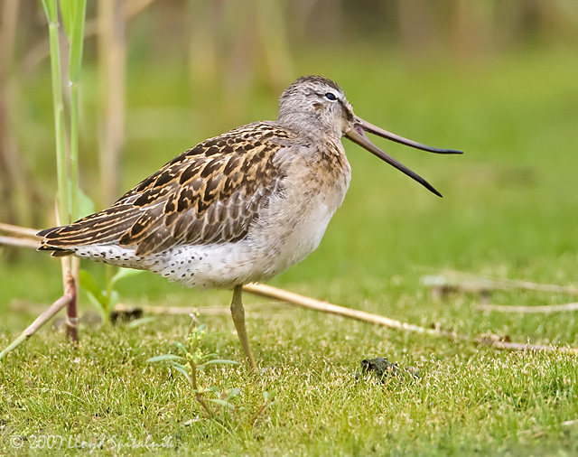 Short-billed Dowitcher (Juvenile)