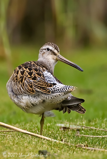 Short-billed Dowitcher