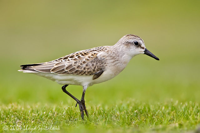 Semipalmated Sandpiper (juvenile)
