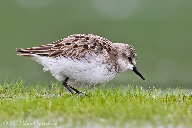 Semipalmated Sandpiper