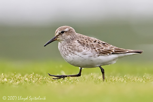 White-rumped Sandpiper