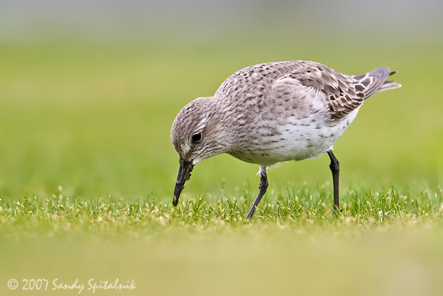 White-rumped Sandpiper
