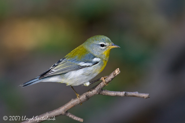 Northern Parula