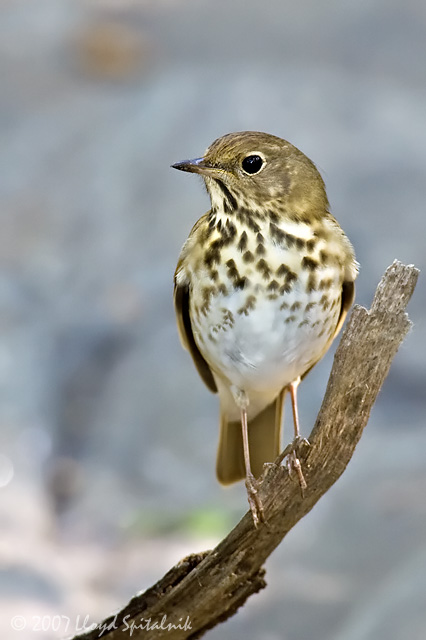 Hermit Thrush