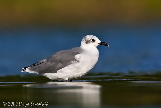 Laughing Gull