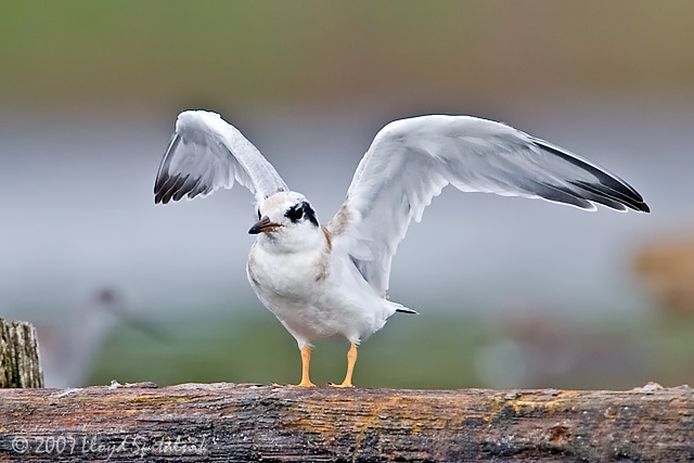Forsters Tern