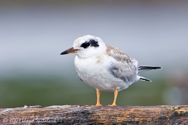 Forsters Tern