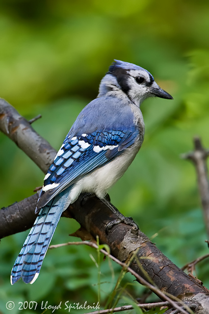 Blue Jay