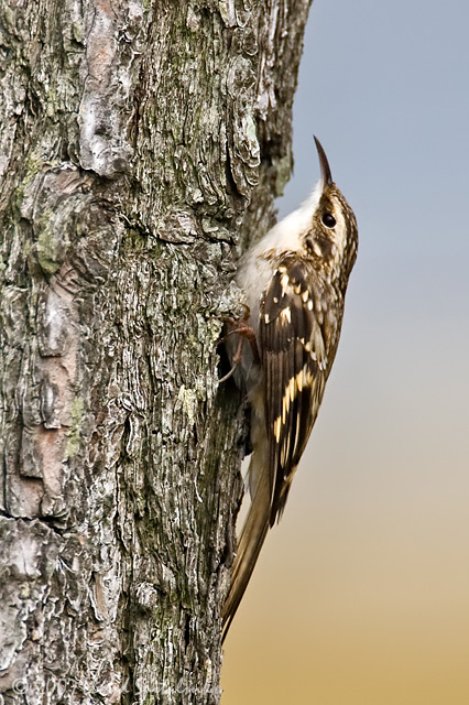 Brown Creeper