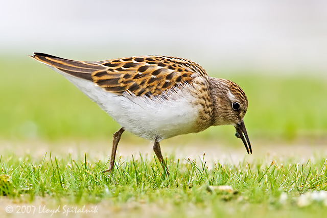 Least Sandpiper (juvenile)