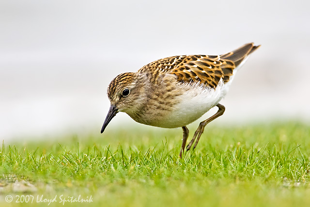 Least Sandpiper (juvenile)