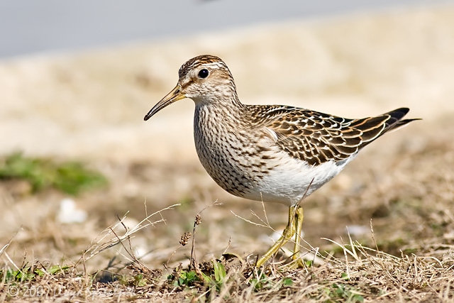 Pectoral Sandpiper