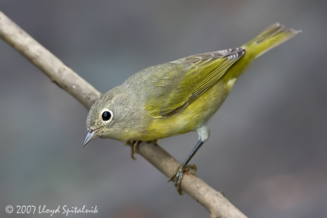 Nashville Warbler