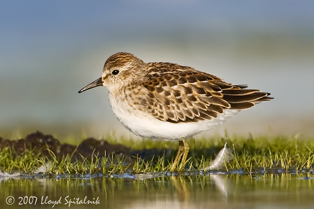 Least Sandpiper