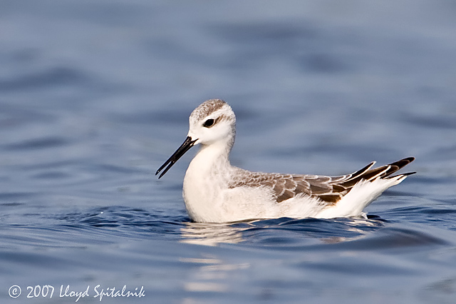 Wilsons Phalarope