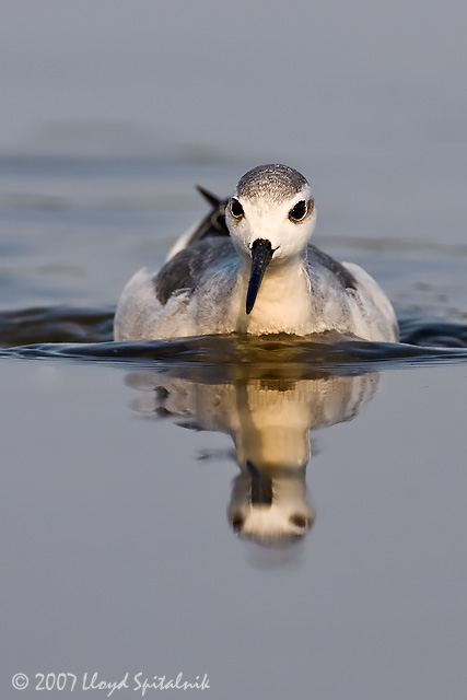 Wilsons Phalarope