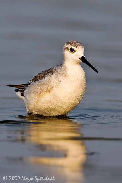 Wilsons Phalarope