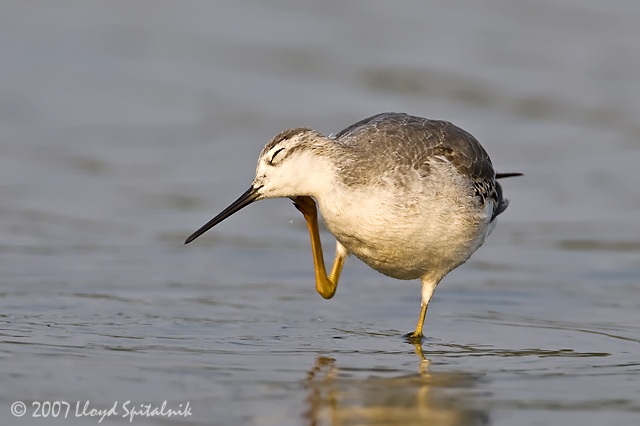 Wilsons Phalarope