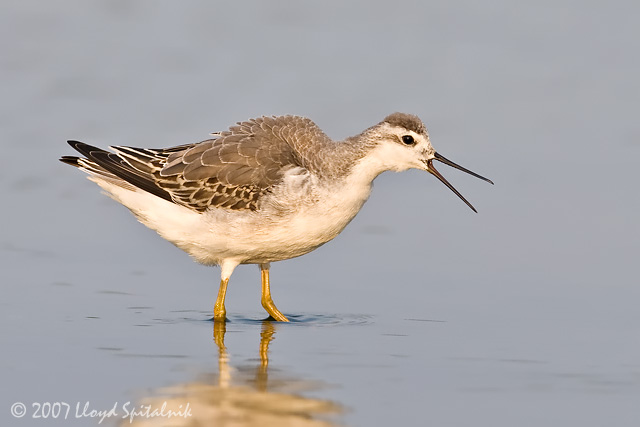 Wilsons Phalarope